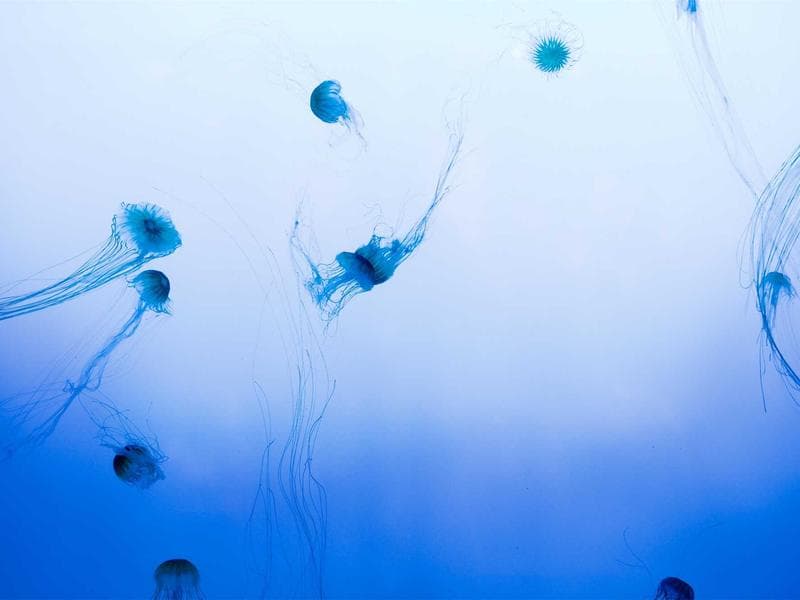 Japanese Ramen Bowl — Food AI art prompt example for Midjourney and Stable Diffusion